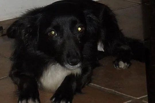 Lola do adopcji