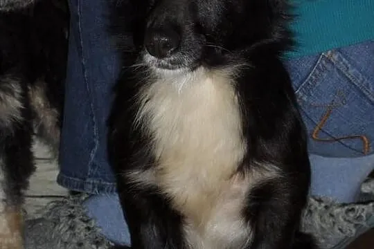 Lola do adopcji