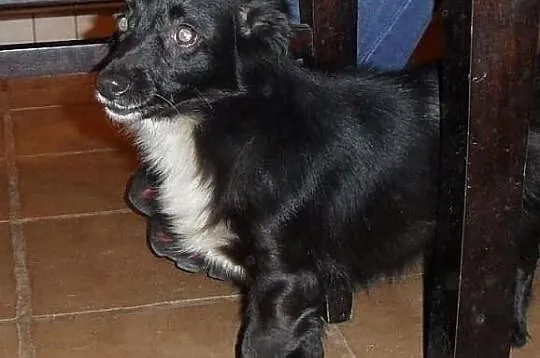 Lola do adopcji