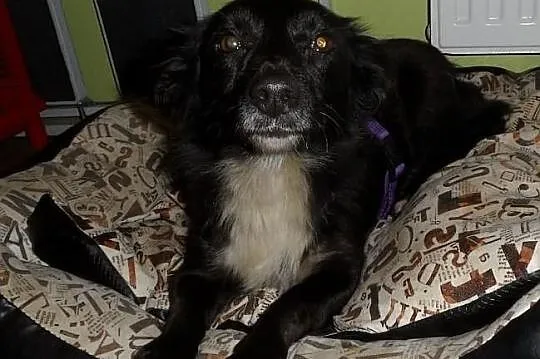 Lola do adopcji