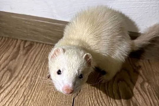 Fretka samiczka albino