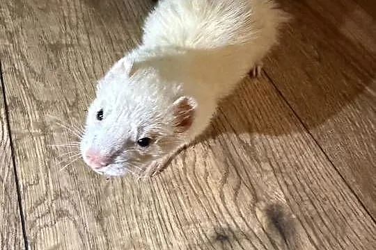 Fretka samiczka albino, Małopolskie, Szczyrzyc