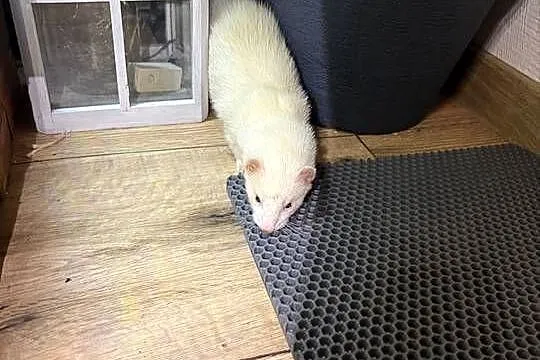 Fretka samiczka albino, Małopolskie, Szczyrzyc
