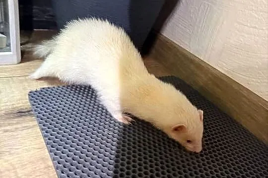 Fretka samiczka albino, Małopolskie, Szczyrzyc
