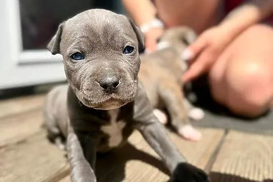 Oddam Szczeniaki American Staffordshire Terrier
