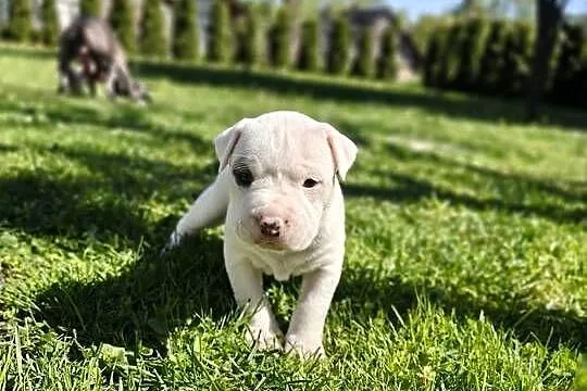 Oddam Szczeniaki American Staffordshire Terrier, Podkarpackie, Ustrzyki Dolne