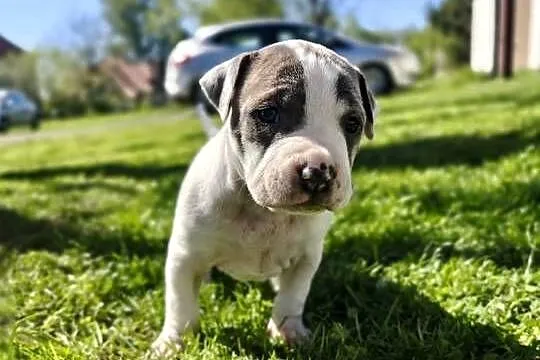 Oddam Szczeniaki American Staffordshire Terrier, Podkarpackie, Ustrzyki Dolne