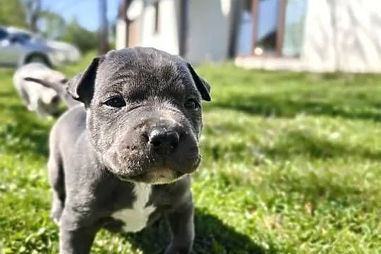 Oddam Szczeniaki American Staffordshire Terrier, Podkarpackie, Ustrzyki Dolne