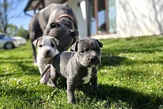 Oddam Szczeniaki American Staffordshire Terrier, Podkarpackie, Ustrzyki Dolne