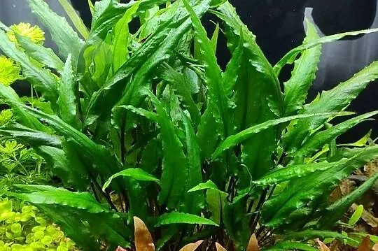 Kryptokoryna Cryptocoryne wendtii green - roślina akwariowa