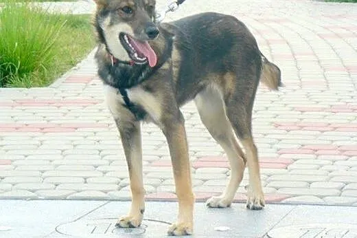 Bunia do adopcji!!!,  łódzkie Łódź