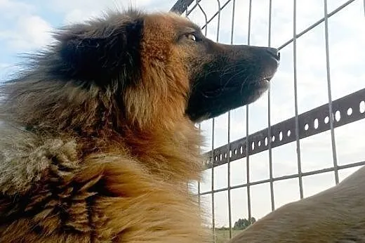 Daj dom puchatkowi Grzesiowi - on już traci wiarę w lepsze życie...,  mazowieckie Warszawa