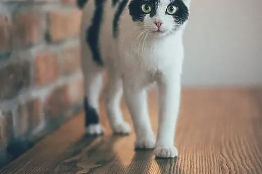 MORGANA- 5cio miesięczna przebojowa kociczka do adopcji.,  małopolskie Kraków