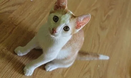 Rudzik 4 miesięczny kocurek do adopcji, śląskie K
