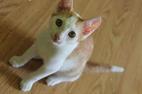 Rudzik 4 miesięczny kocurek do adopcji,  śląskie K