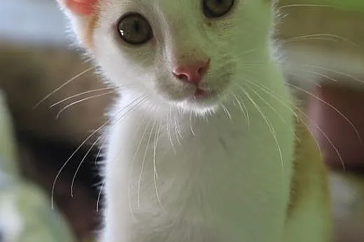Rudzik 4 miesięczny kocurek do adopcji,  śląskie K