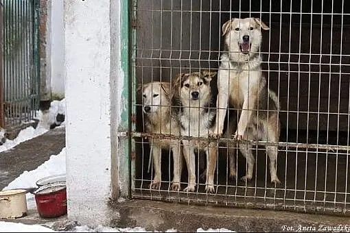 Teraz pora na Nelsona! Adoptuj!,  mazowieckie Wars