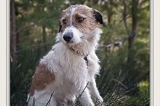 Terier mix,średni 14 kg,b.sympatyczny,łagodny,szczepiony psiak IKUŚ.Adopcja., Małopolskie, Kraków