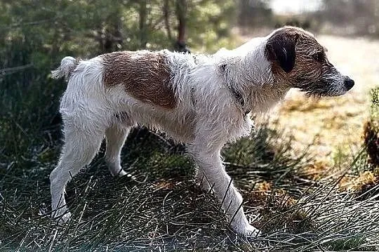 Terier mix,średni 14 kg,b.sympatyczny,łagodny,szczepiony psiak IKUŚ.Adopcja., Małopolskie, Kraków