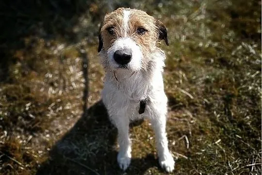 Terier mix,średni 14 kg,b.sympatyczny,łagodny,szczepiony psiak IKUŚ.Adopcja., Małopolskie, Kraków