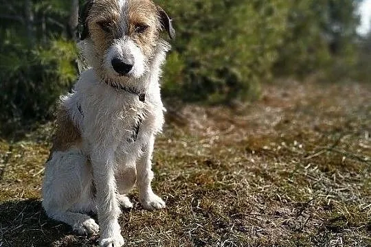 Terier mix,średni 14 kg,b.sympatyczny,łagodny,szczepiony psiak IKUŚ.Adopcja., Małopolskie, Kraków