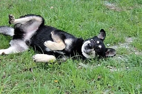 Aktywny psiak Nodi szuka domu!,  dolnośląskie Wroc