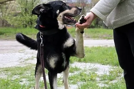 Aktywny psiak Nodi szuka domu!,  dolnośląskie Wroc