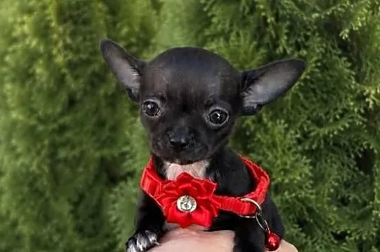 Chihuahua mini prześliczna czarna suczka