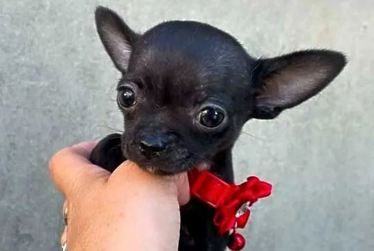 Chihuahua mini prześliczna czarna suczka, Śląskie, Częstochowa