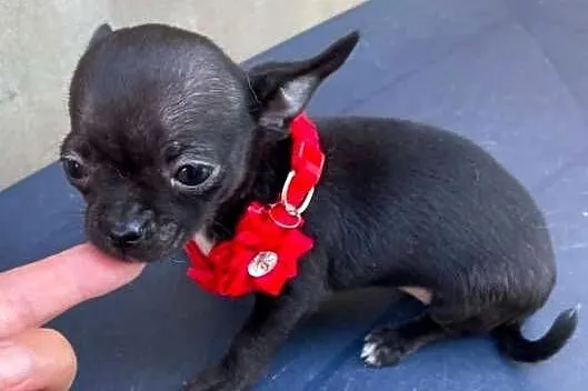 Chihuahua mini prześliczna czarna suczka, Śląskie, Częstochowa