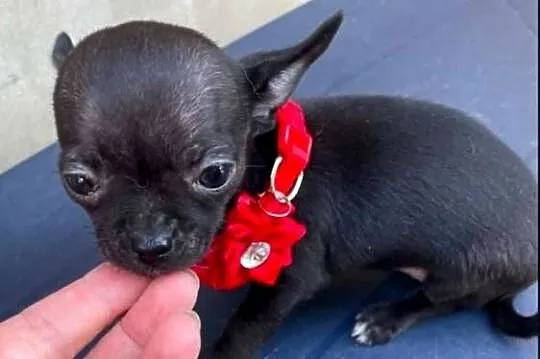 Chihuahua mini prześliczna czarna suczka, Śląskie, Częstochowa