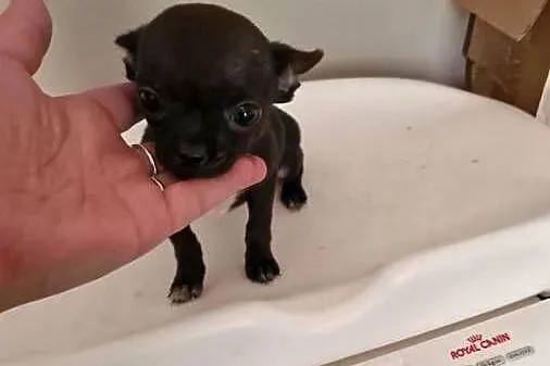 Chihuahua mini prześliczna czarna suczka, Śląskie, Częstochowa