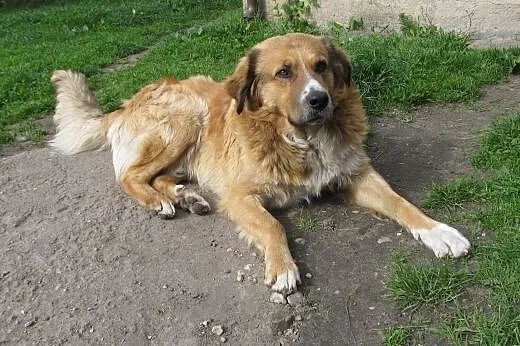 Elvis czeka na dom,  łódzkie Łódź