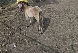 Konik polski klacz