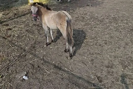 Konik polski klacz