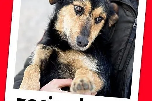 ZOSIA,9kg,młoda,łagodna,tulaśna,rodzinna suczka.ADOPCJA,  małopolskie Kraków