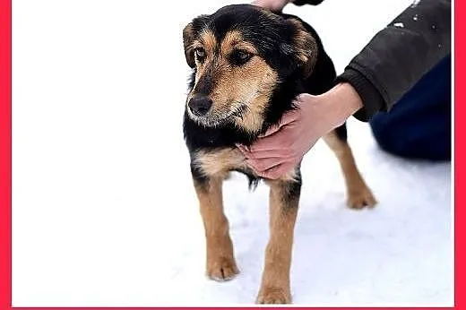 ZOSIA,9kg,młoda,łagodna,tulaśna,rodzinna suczka.AD