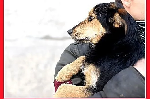 ZOSIA,9kg,młoda,łagodna,tulaśna,rodzinna suczka.AD