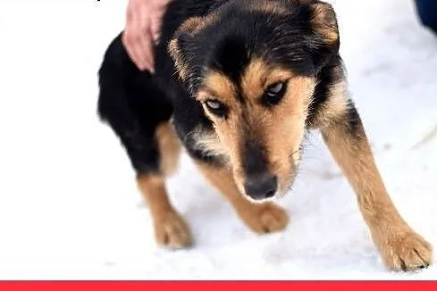 ZOSIA,9kg,młoda,łagodna,tulaśna,rodzinna suczka.AD