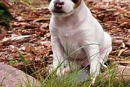Jack Russell Terrier- ostatni piękny gładkowłosy s, Nakło nad Notecią