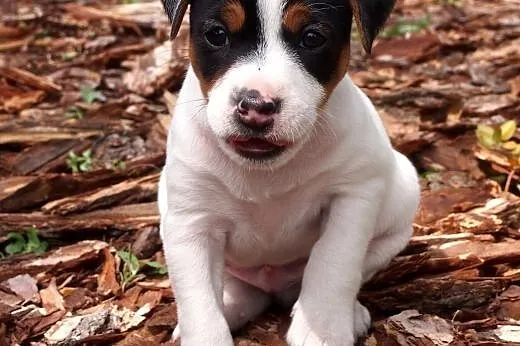 Jack Russell Terrier- ostatni piękny gładkowłosy s
