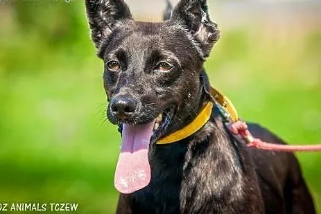 OTOZ Animals - Willy - energiczny, wesoły psiak szuka domu!,  pomorskie Tczew