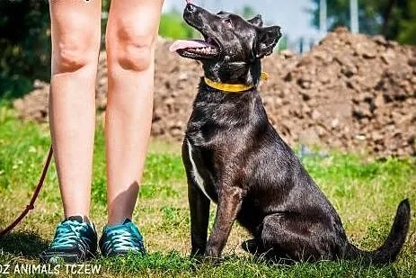 OTOZ Animals - Willy - energiczny, wesoły psiak sz
