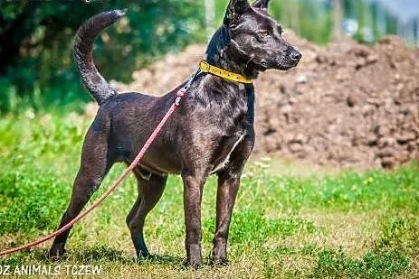 OTOZ Animals - Willy - energiczny, wesoły psiak sz