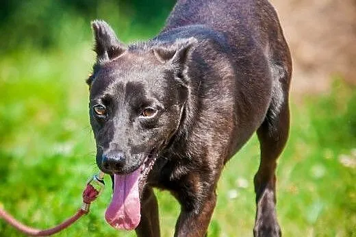 OTOZ Animals - Willy - energiczny, wesoły psiak sz