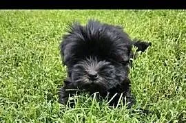 Piękne pieski SHIH TZU