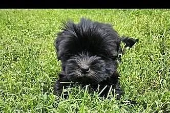 Piękne pieski SHIH TZU