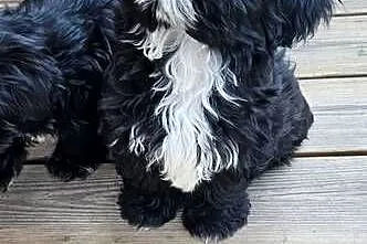 Piękne pieski SHIH TZU, Łódzkie, Krośniewice