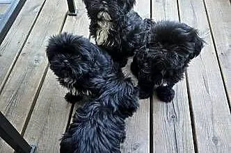 Piękne pieski SHIH TZU, Łódzkie, Krośniewice