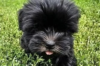 Piękne pieski SHIH TZU, Łódzkie, Krośniewice